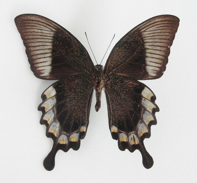 Papilio blumei male (aberration, verso) [Internet image property of respective owner, non commercial use only]